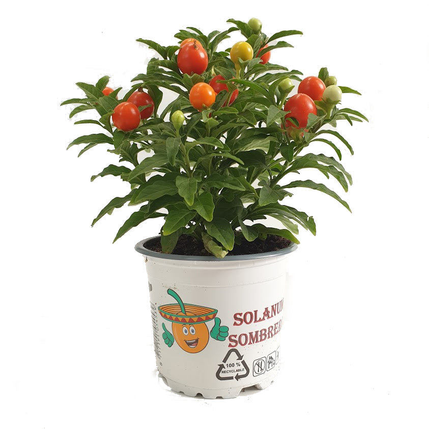 house plants with berries Nightshade Plant