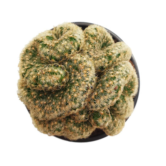 Brain Cactus | Hard To Find | Potted Houseplants