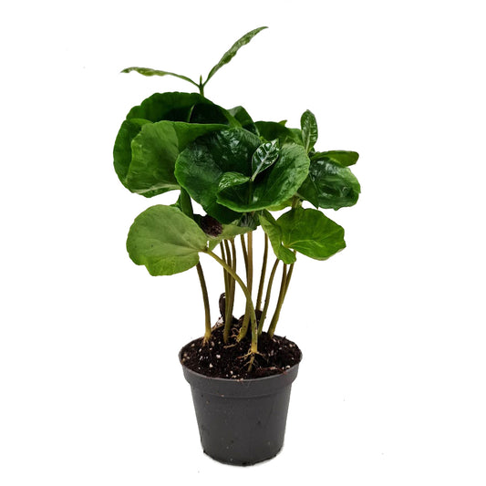 Coffee Plant | Arabica