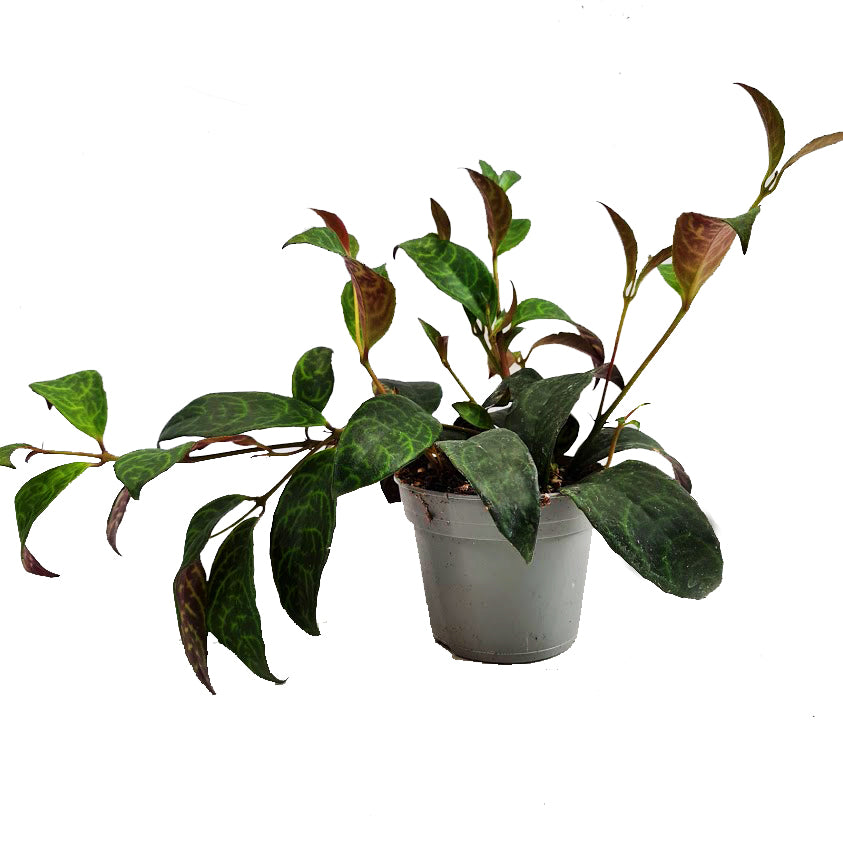Zebra Lipstick Vine | Rare Plant