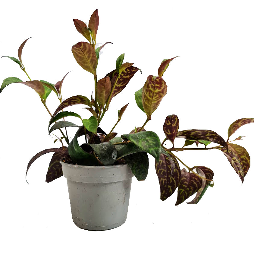 Zebra Lipstick Vine | Rare Plant