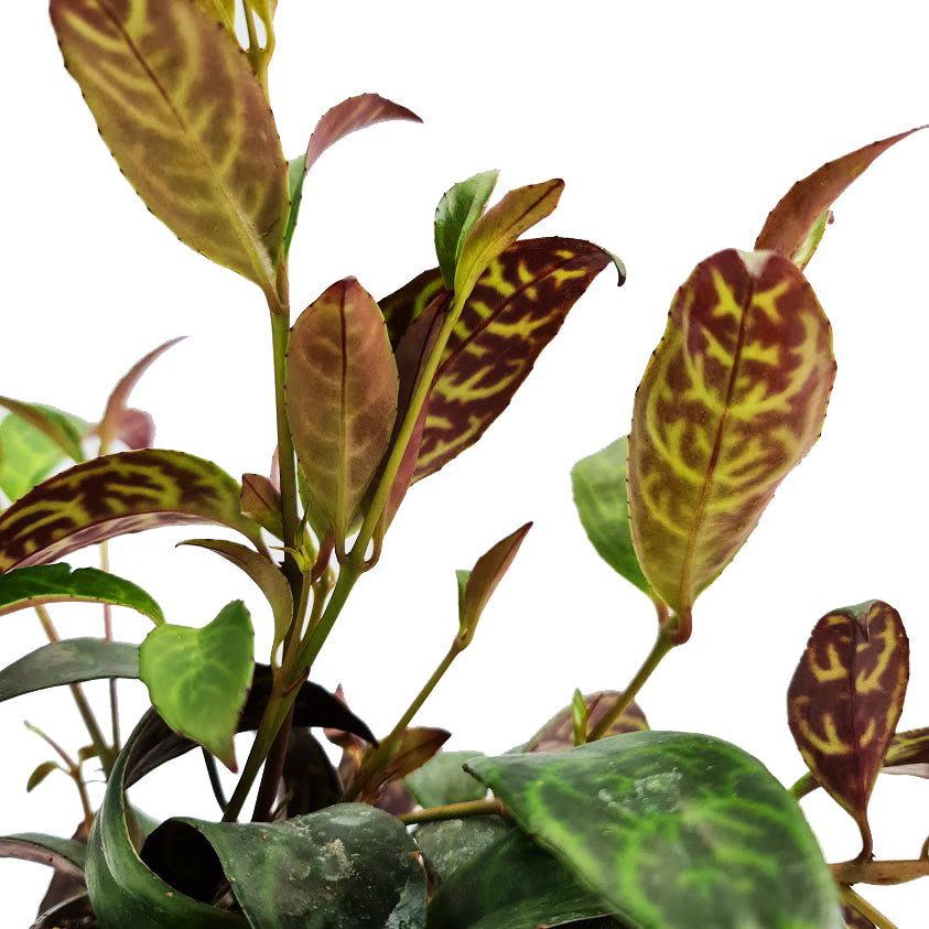 Zebra Lipstick Vine | Rare Plant