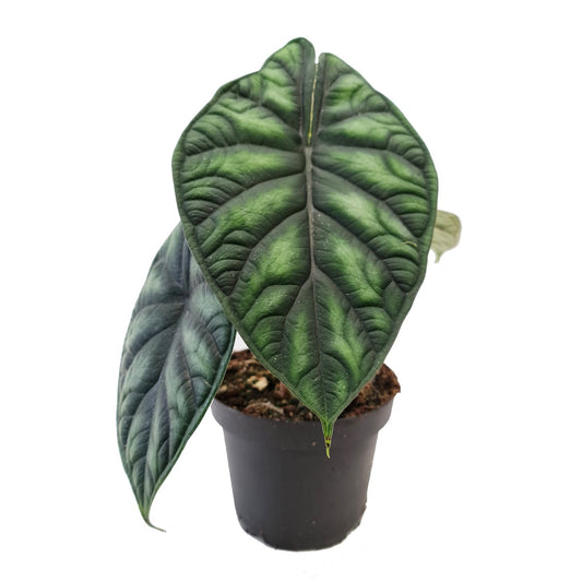 Elephant Ear | Dragon Scale | Rare Plant | Potted Houseplants