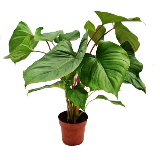 Queen Of Hearts | Maggy | Potted Houseplants