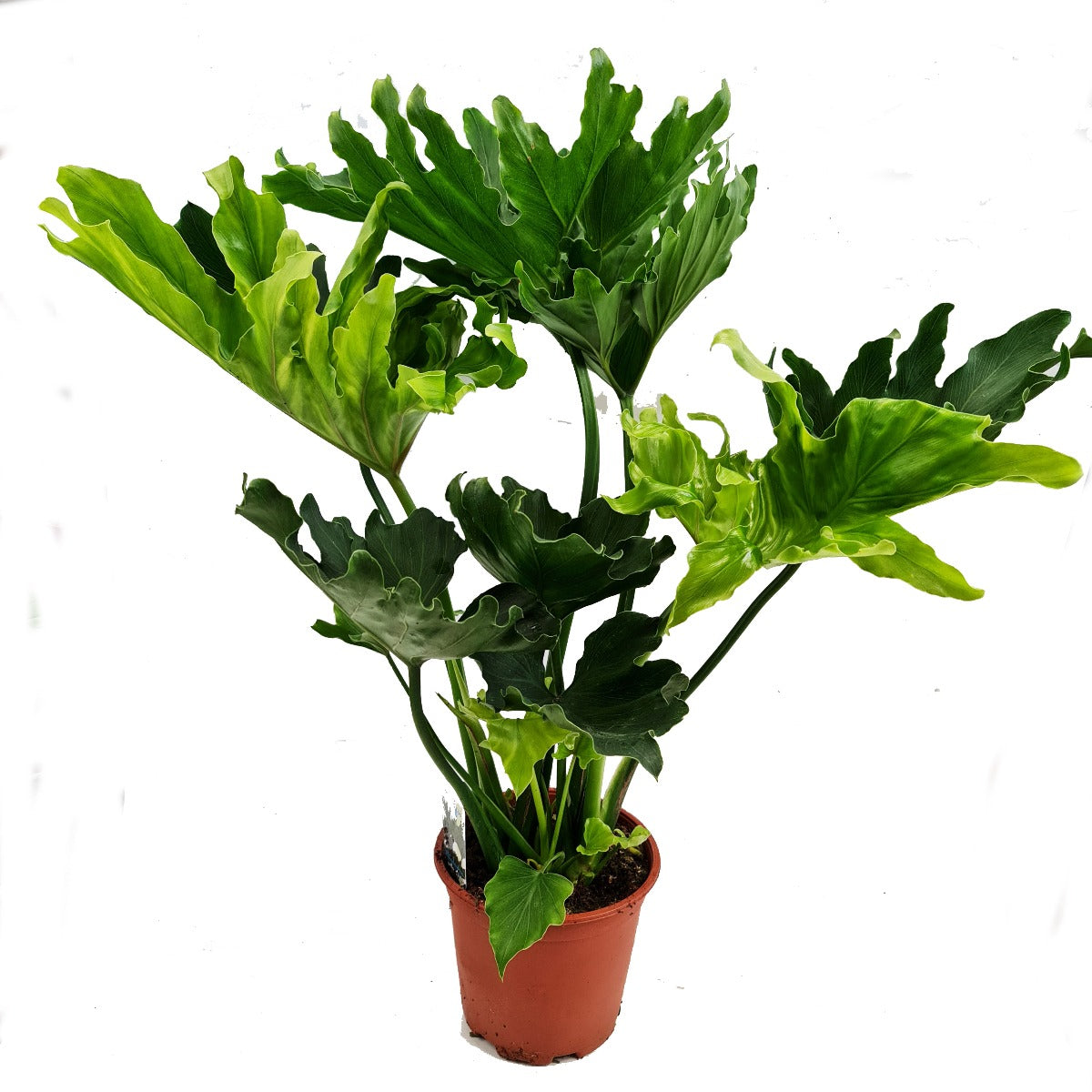 philodendron bipinnatifidum shangri la Philo