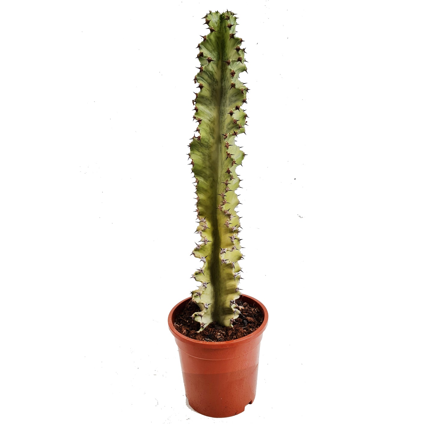Variegated Candelabra Tree | Rare Plant | Hard To Find