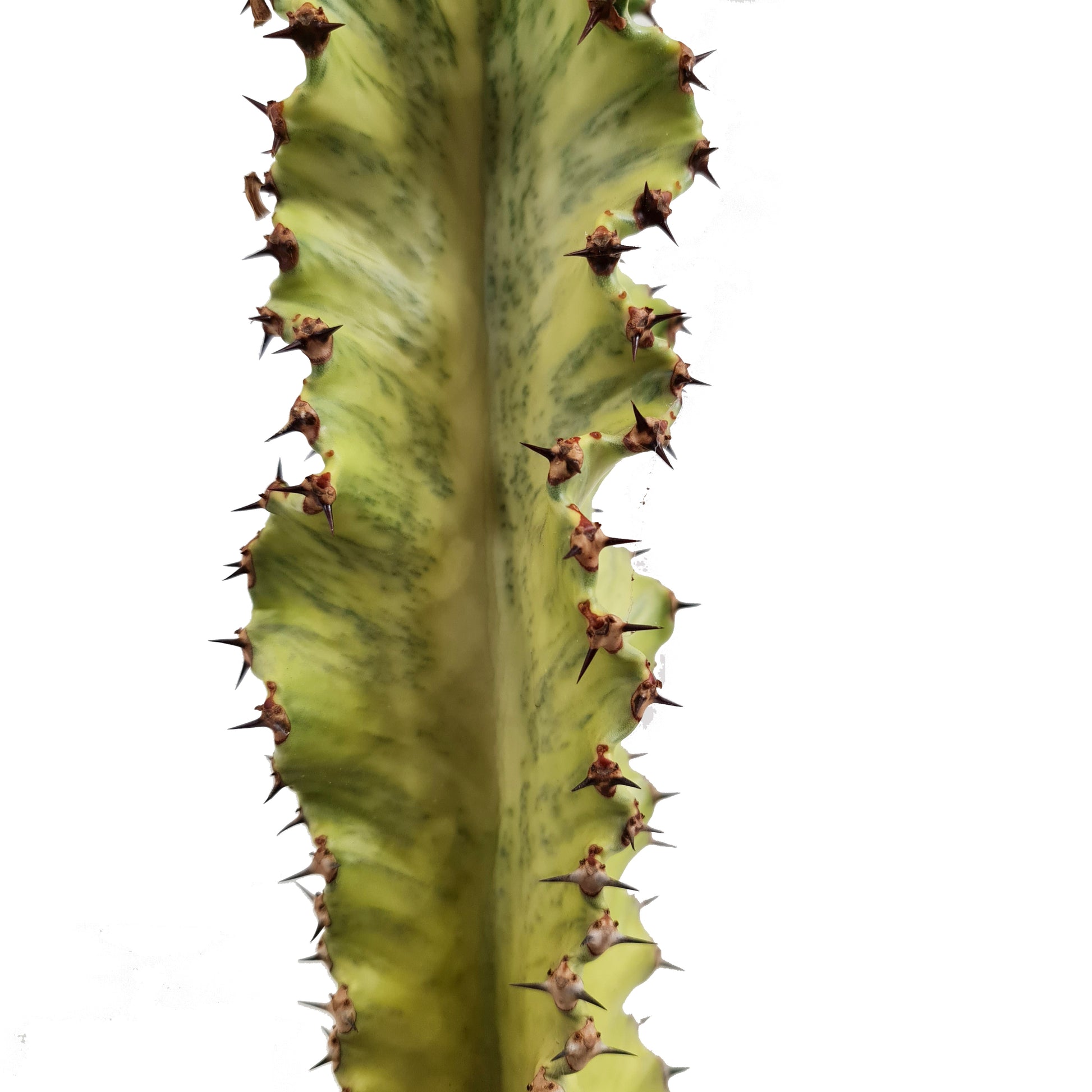 Variegated Candelabra Tree | Rare Plant | Hard To Find