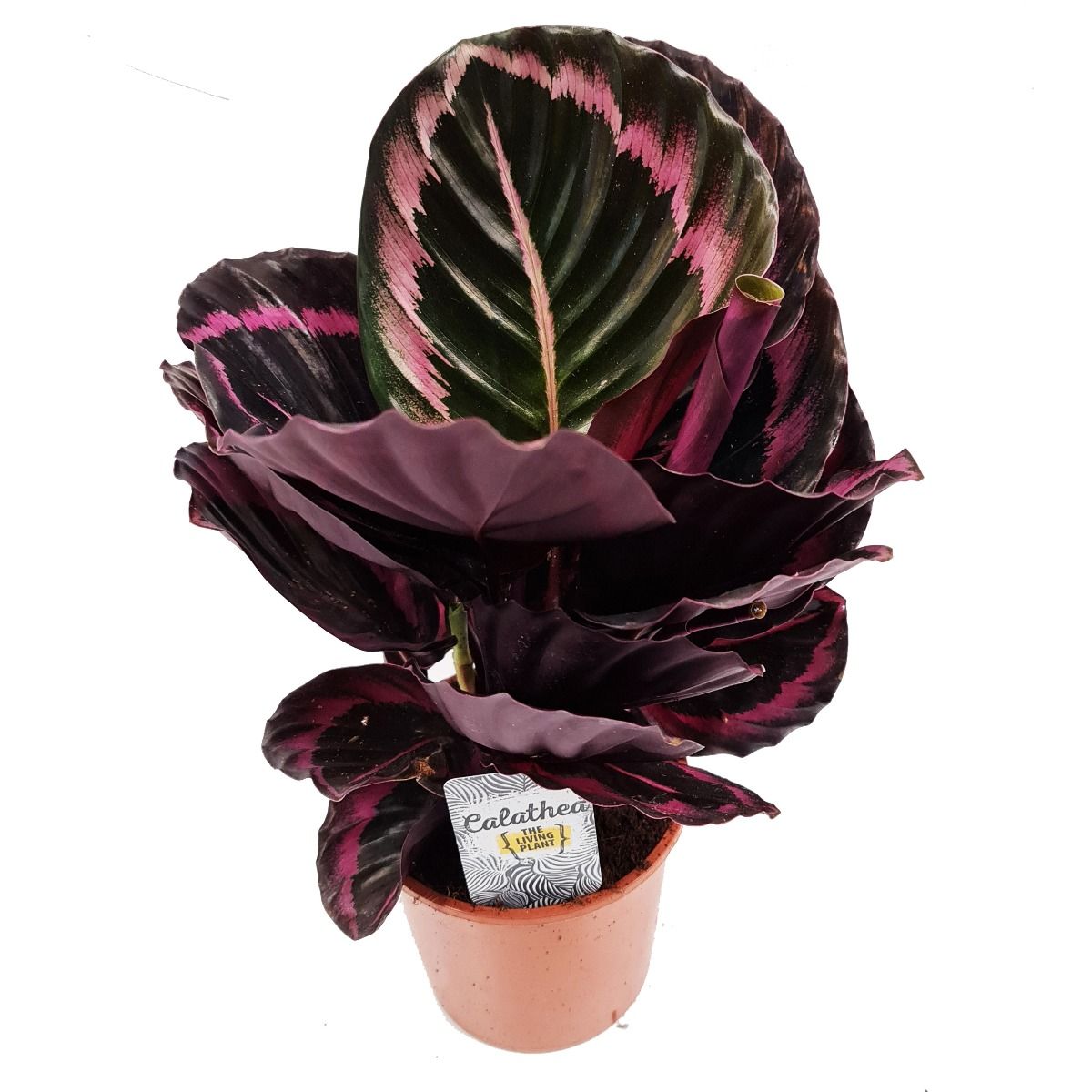 Prayer Plant | Roseo Princess