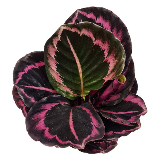 Prayer Plant | Roseo Princess | Potted Houseplants