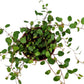 Maidenhair Vine
