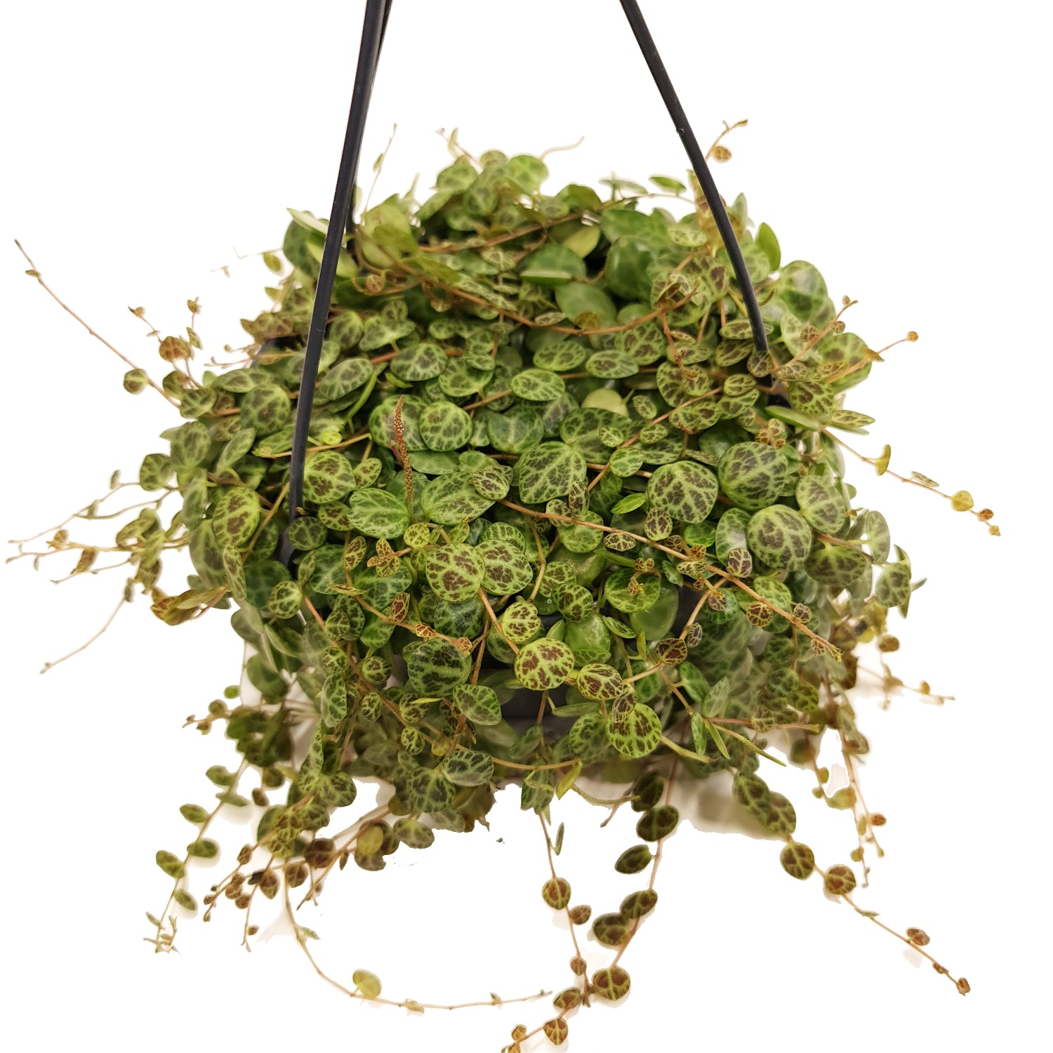 String Of Turtles