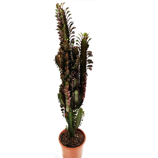 Red African Milk Tree Plant