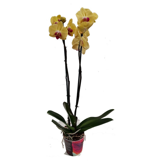 Phalaenopsis Orchid | Lime Light