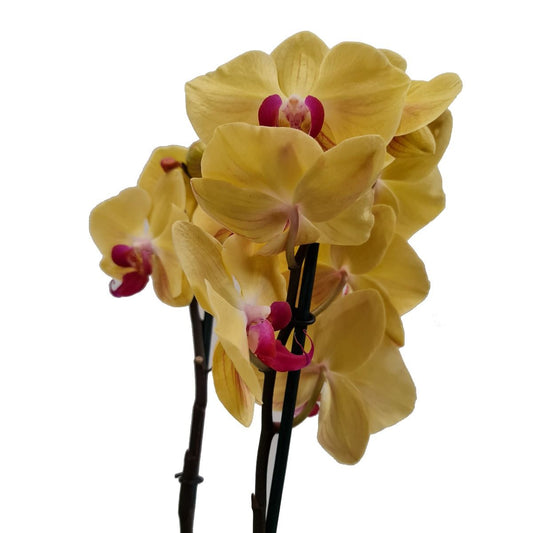 Phalaenopsis Orchid | Lime Light