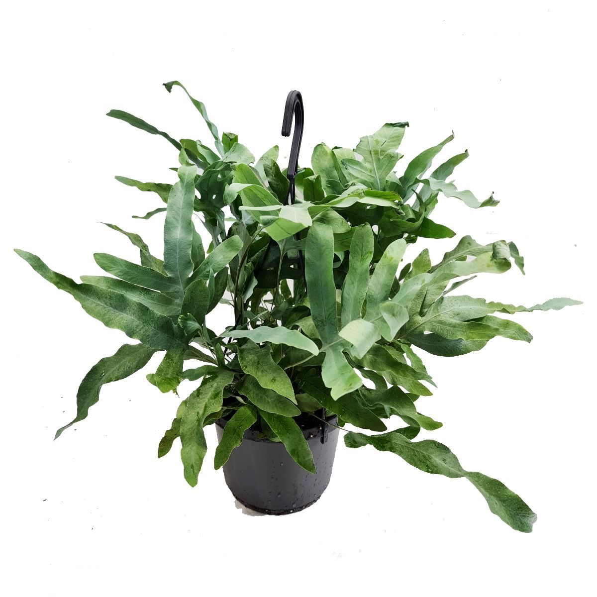 Blue Star Fern