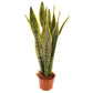 Snake Plant | Laurentii