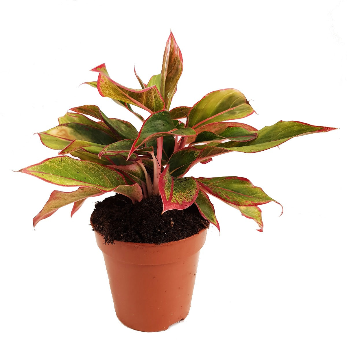aglaonema commutatum crete Chinese Evergreen