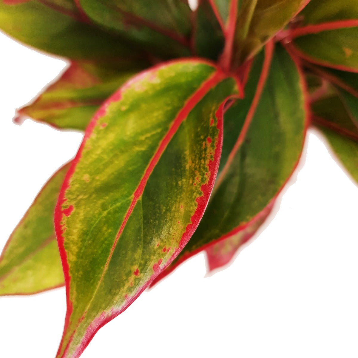 aglaonema commutatum crete Chinese Evergreen