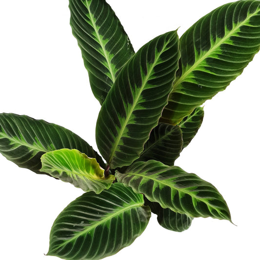 Prayer Plant | Jungle Velvet | Hard To Find | Potted Houseplants