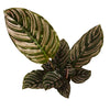 Prayer Plant | Sanderiana