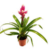 Candy Bromeliad