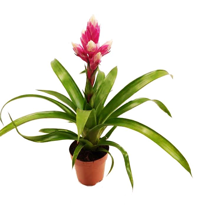 Guzmania 'Candy'