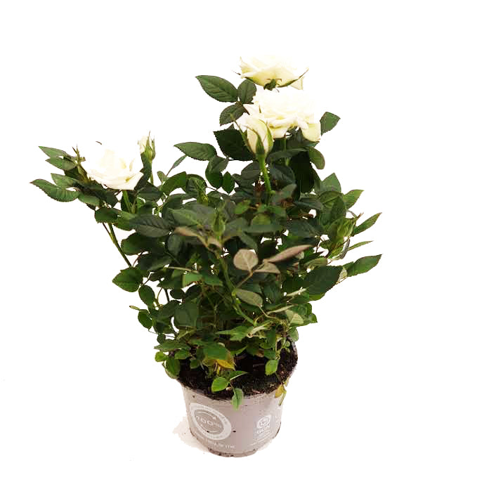 Flowering Rose | White