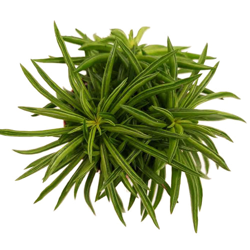 Peperomia | Happy Bean