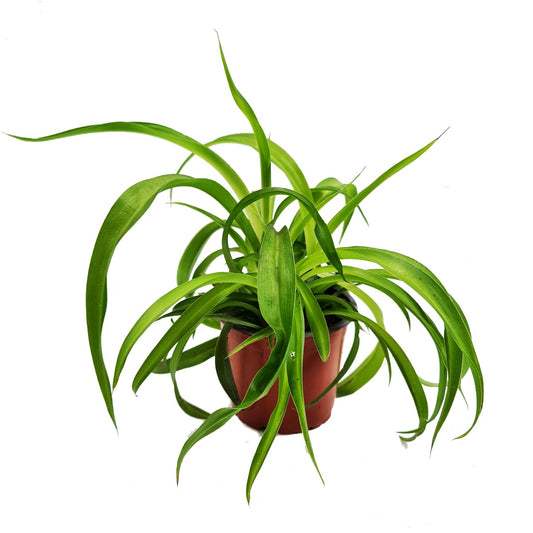 Curly Spider Plant | Green Bonnie | 