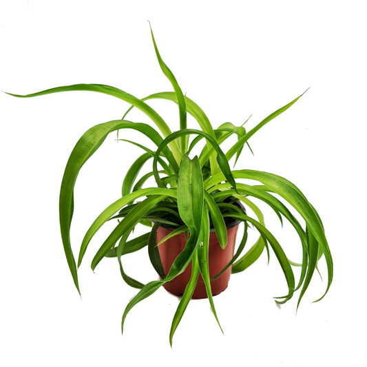 Curly Spider Plant | Green Bonnie | Potted Houseplants