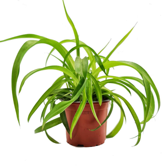 Curly Spider Plant | Green Bonnie | Potted Houseplants