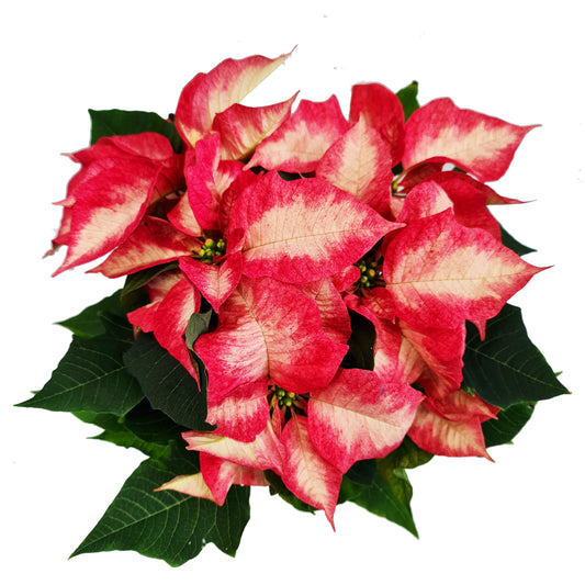 Poinsettia | Ice Cream | Potted Houseplants