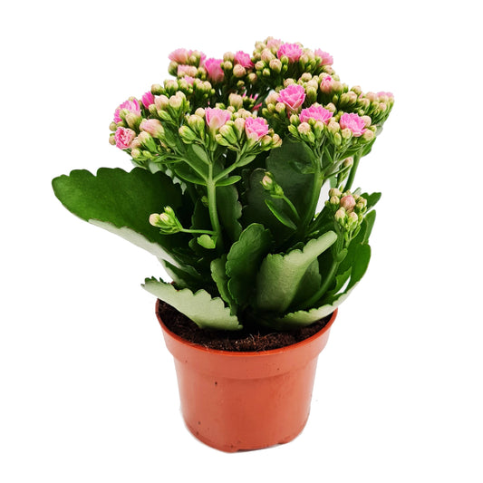 Pink Kalanchoe | Potted Houseplants