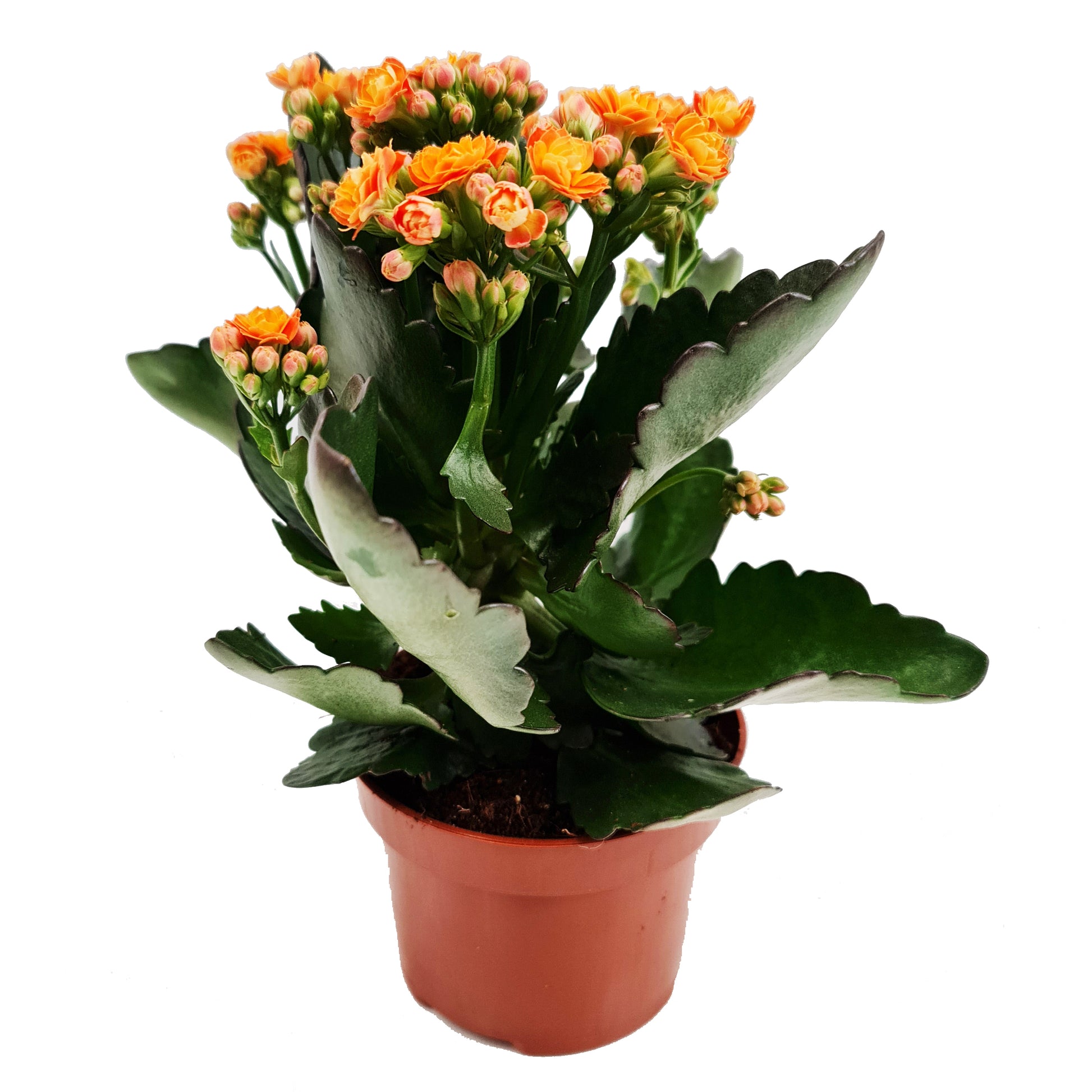 Flowering Kalanchoe