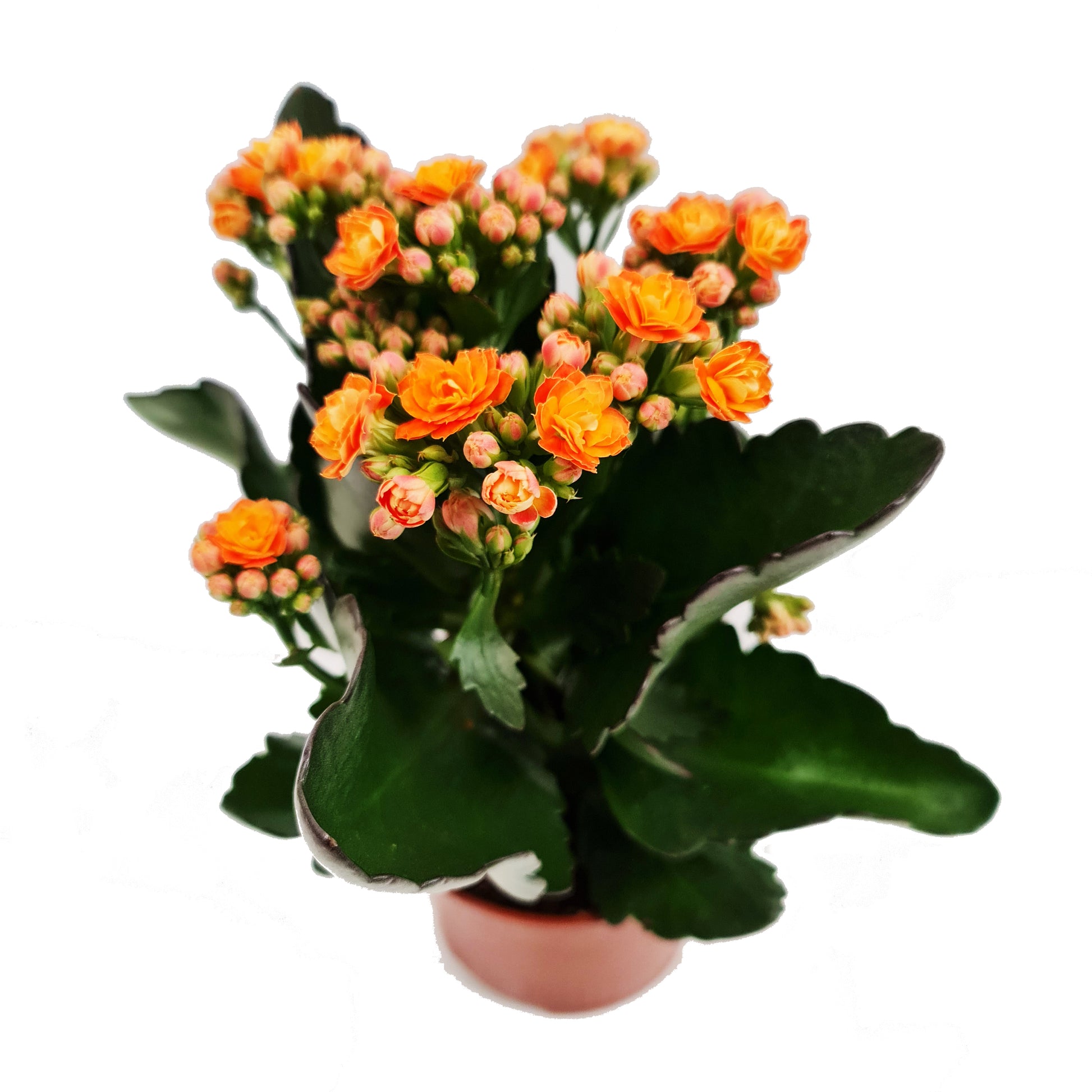 small orange flower house plant Orange Kalanchoe