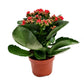 Flowering Kalanchoe