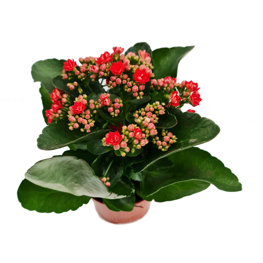Flowering Red Kalanchoe | Potted Houseplants