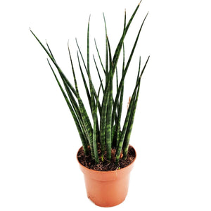 Snake Plant | Fernwood Mikado - Indoor Plant