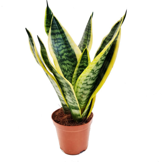 Snake Plant | Futura Superb | Perfect Plants for Under £30