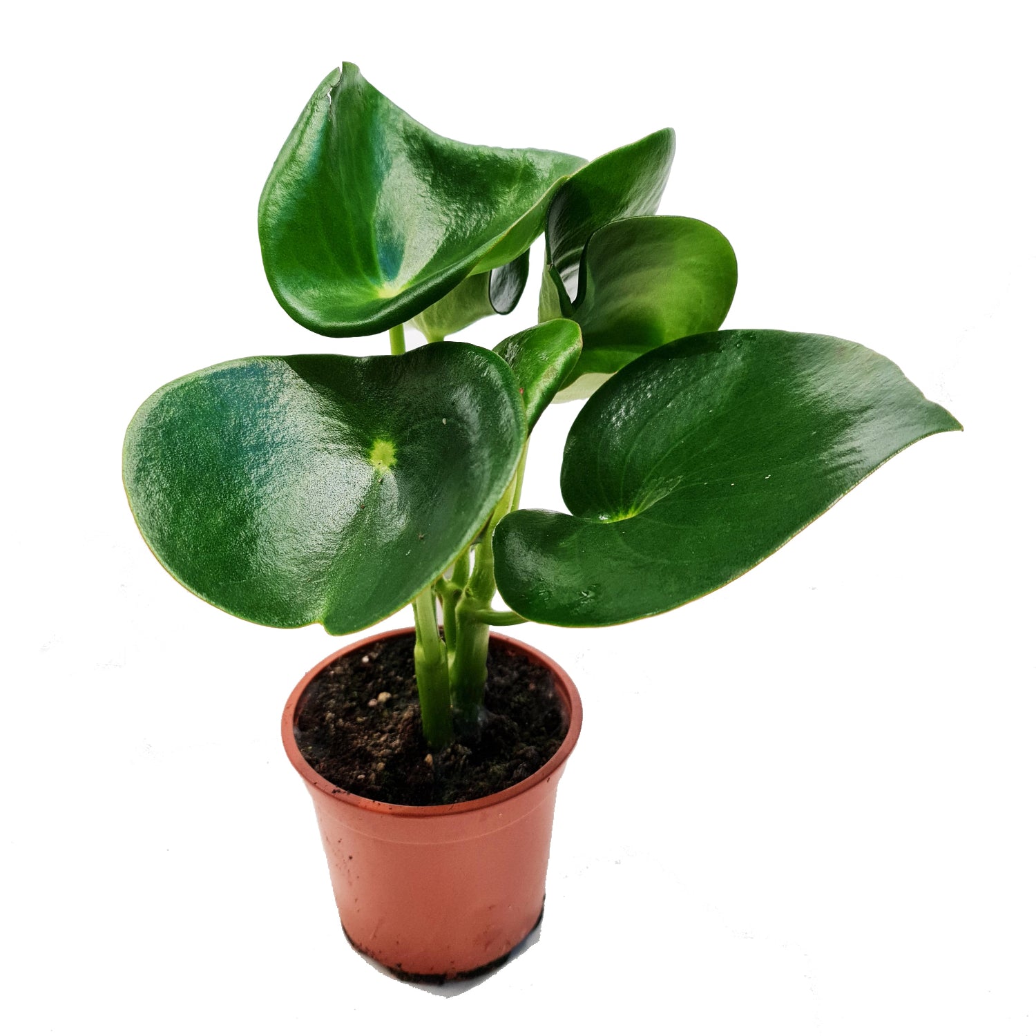 Teardrop Money Plant | Raindrop