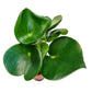 Teardrop Money Plant | Raindrop