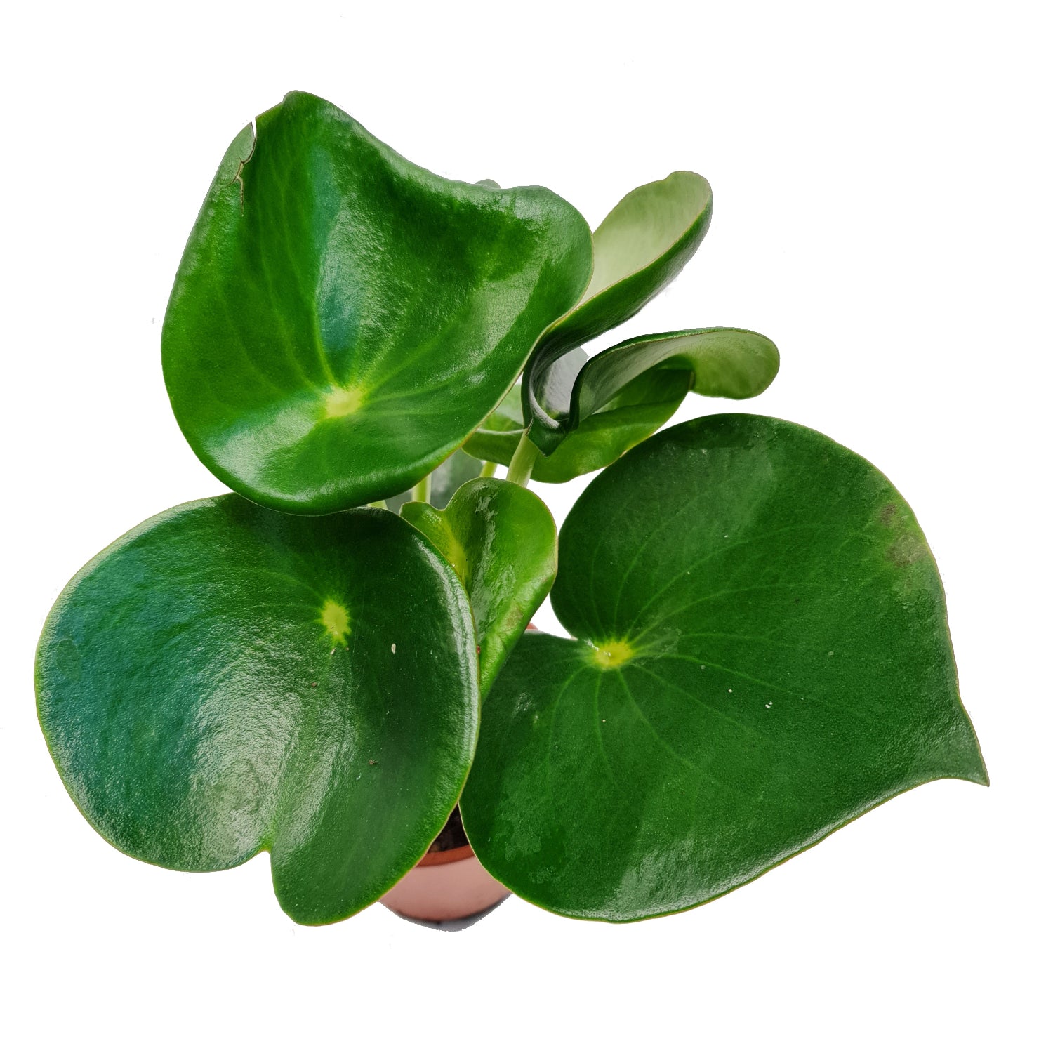 Teardrop Money Plant | Raindrop