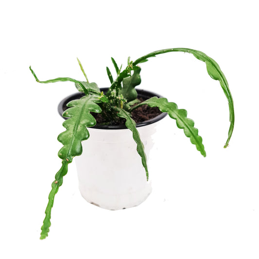 Fishbone Cactus | Potted Houseplants