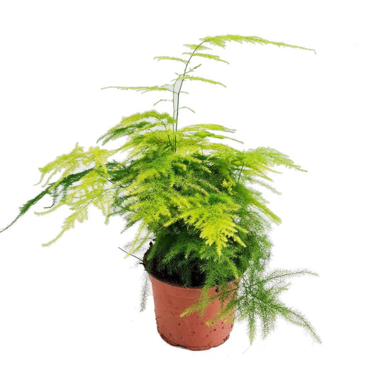Lace Fern | Potted Houseplants