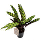 Rattlesnake Plant | Lancifolia