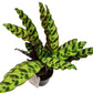 Rattlesnake Plant | Lancifolia