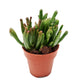 Crassula | Hobbit