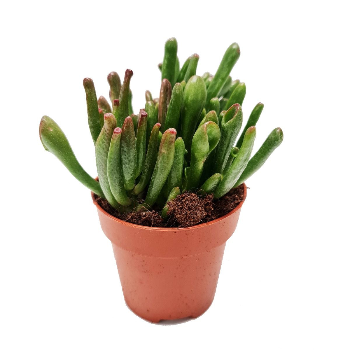 shrek jade plant Hobbit Jade | Shrek Ears