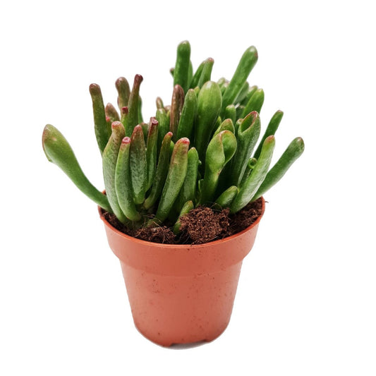 Crassula | Hobbit | Indoor Succulent Plants