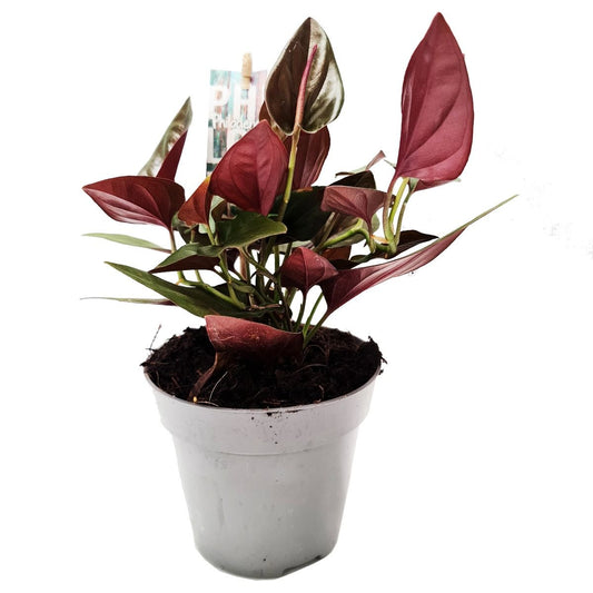 Arrowhead Vine | Red Arrow | Hard To Find | Indoor Plant